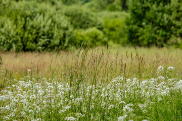 summer flower pattern in green meadow