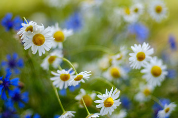 summer flower pattern in green meadow