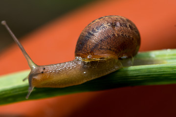 Snail in close up - agriculture - pest