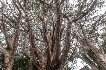 old tree