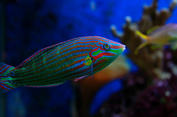 Hoeven's Wrasse
(Halichoeres melanurus) 