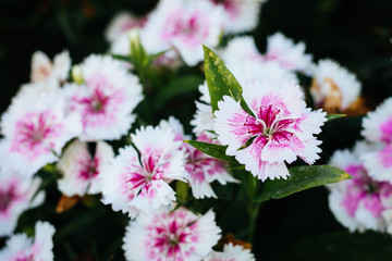 Pink Dianthus flowers (Dianthus chinensis), China Pink flower in flowerbed
