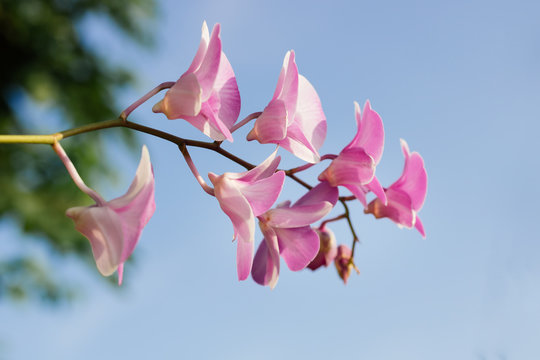 Pink orchid with blue sky