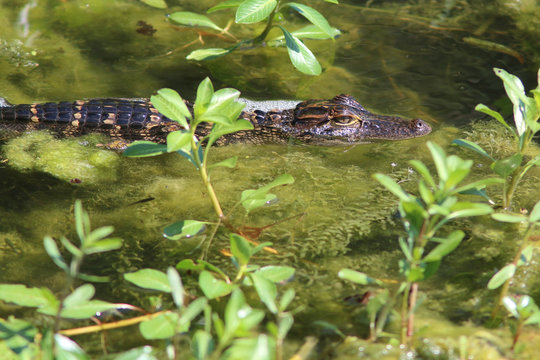 young Alligator in a pond