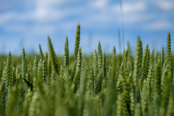 Fototapeta premium wheat field in summer
