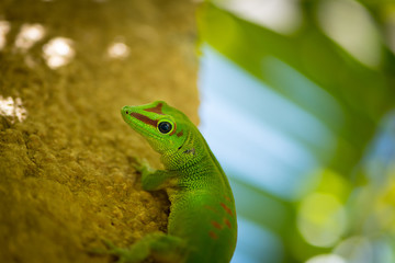Gecko - Endemic green gecko from Mauritius - Phelsuma ornata