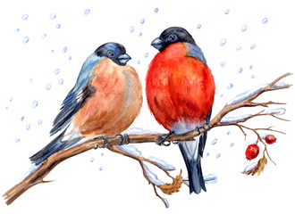 Two bullfinches on a hawthorn branch under snowfall, watercolor painting on a white background isolated with clipping path. New Year or Christmas card, illustration with birds, hand-drawing.