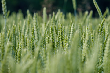 wheat field in summer