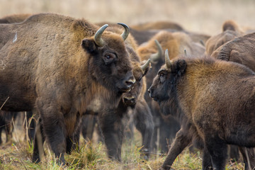 European bison - Bison bonasus in the Knyszyn Forest (Poland) © szczepank