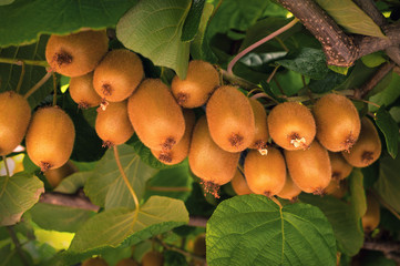Frash kiwi (Actinidia chinensis) on a tree with branches and leaves. Healthy kiwi fruit grows on a tree on a farm.