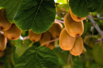 Frash kiwi (Actinidia chinensis) on a tree with branches and leaves. Healthy kiwi fruit grows on a tree on a farm.