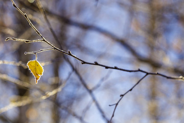 Close up of branch with one old frozen birch (betula) leaf outlined by hoarfrost ice crystals on blurred background