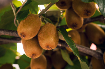 Frash kiwi (Actinidia chinensis) on a tree with branches and leaves. Healthy kiwi fruit grows on a tree on a farm.