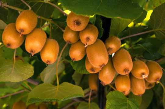 Frash kiwi (Actinidia chinensis) on a tree with branches and leaves. Healthy kiwi fruit grows on a tree on a farm.