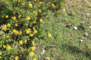 Flores y campo