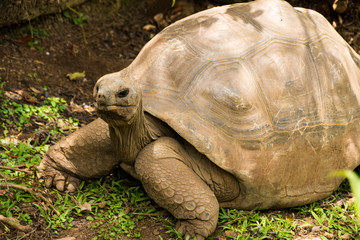 Tortoise - Aldabra giant tortoise - close up
