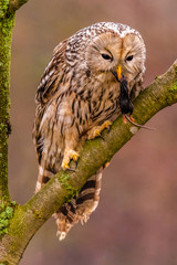Light grey Ural Owl, Strix uralensis, sitting on tree branch, in orange leaves oak forest.
