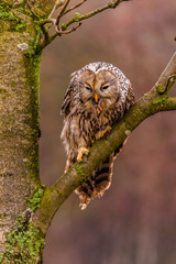 Light grey Ural Owl, Strix uralensis, sitting on tree branch, in orange leaves oak forest.