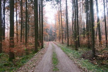 Obraz premium Premiumwanderweg Donauwellen bei Immendingen im Donaubergland (Baden-Württemberg)