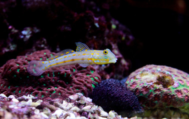 Diamond Watchman Goby
(Valenciennea puellaris) 