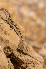 Ruineneidechse beim Sonnen auf  Stein