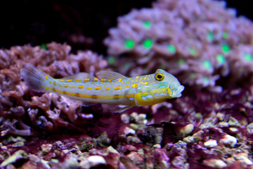 Obraz premium Diamond Watchman Goby (Valenciennea puellaris) 