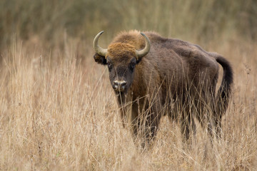 European bison - Bison bonasus in the Knyszyn Forest (Poland)