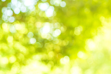 Fototapeta na wymiar Abstract background. Green nature background with bokeh and light effect. Ecology color theme.