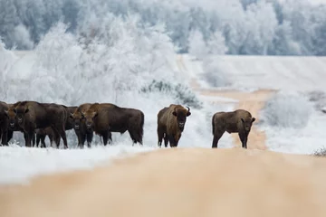 Fotobehang European bison - Bison bonasus in the Knyszyn Forest (Poland) © szczepank