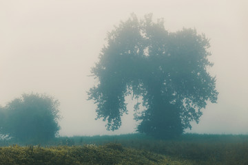 Foggy morning, autumn landscape with fields and trees