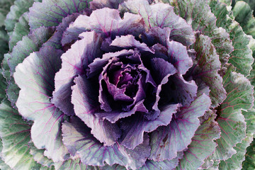 Obraz premium Decorative cabbage, Ornamental Cabbage 