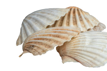 isolated old shell for collection