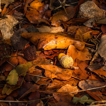 Light on red and Yellow autumn leaves texture with acorns
