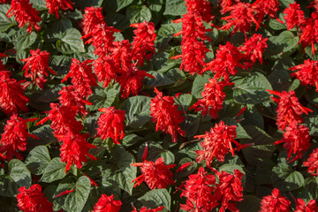 Red flower pattern for make natural background