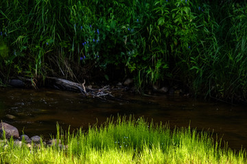 rocky stream of river deep in forest in summer green weather with sandstone cliffs
