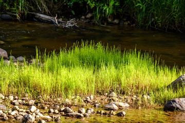 rocky stream of river deep in forest in summer green weather with sandstone cliffs