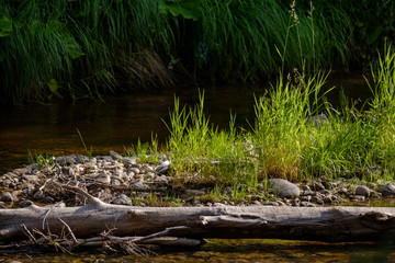 rocky stream of river deep in forest in summer green weather with sandstone cliffs