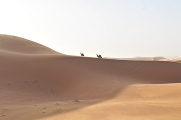 Fototapeta na wymiar Camels on dunes at Sahara desert near Merzouga