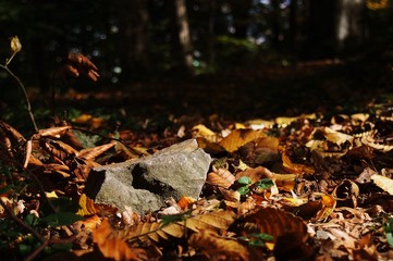 Stone in autumn leaves