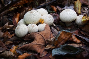 Common puffball