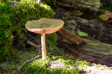 The sun shines on a lonely mushroom and moss in the forest
