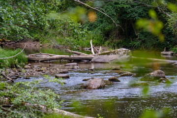 rocky stream of river deep in forest in summer green weather with sandstone cliffs