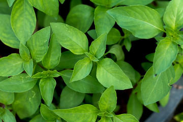 Fresh basil leaves