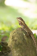 Wild lizard or Red-headed Lizard stay on rock