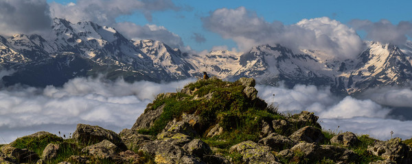 bird and mountains