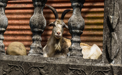 Goat on the balcony