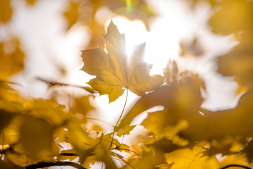 Autumn background-yellow maple leaves in the city Park 