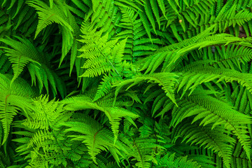 Fototapeta na wymiar Natural fern background