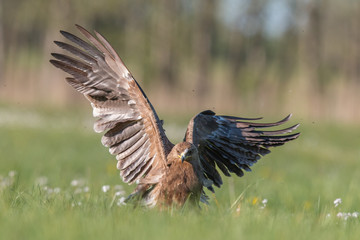 Birds of prey - lesser spotted eagle in flight (Aquila pomarina)