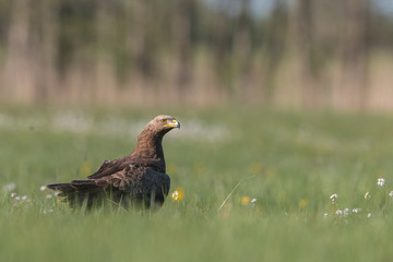 Birds of prey - lesser spotted eagle in flight (Aquila pomarina)